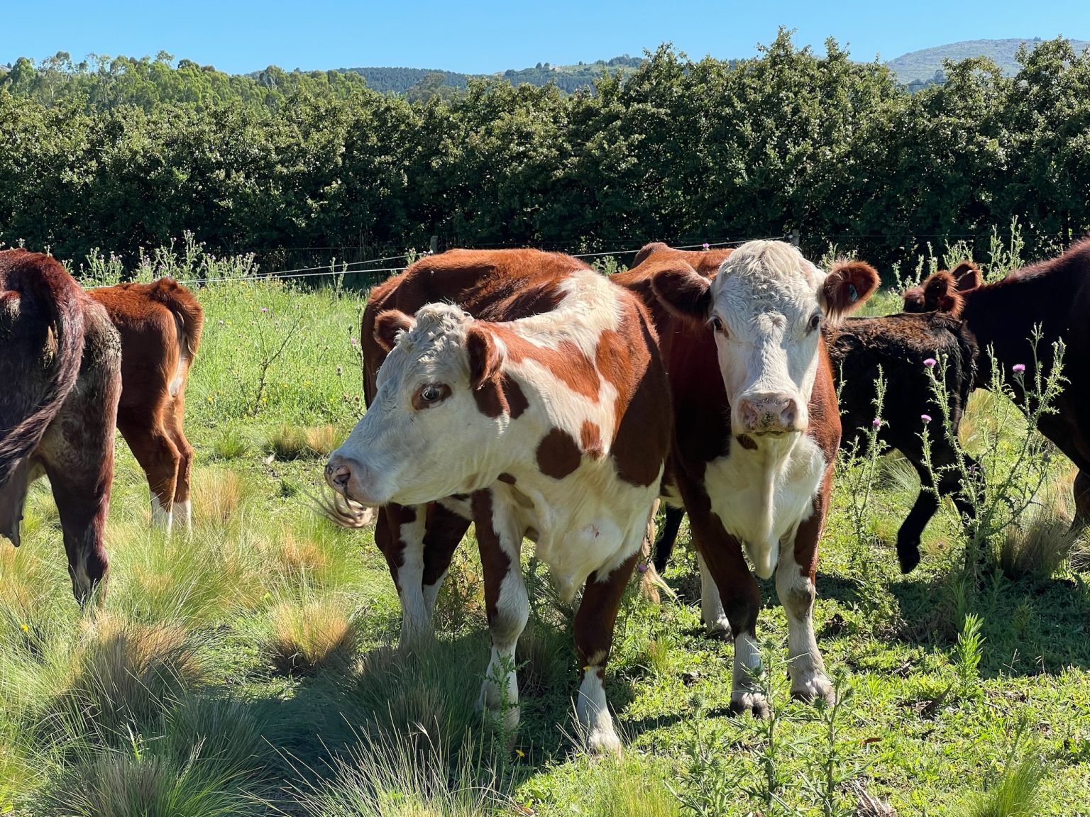 Fixer Argentina_Newshour_BBC